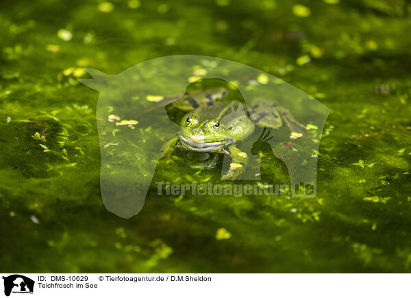 Teichfrosch im See / DMS-10629