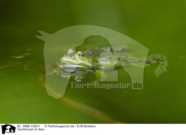 Teichfrosch im See / DMS-10631