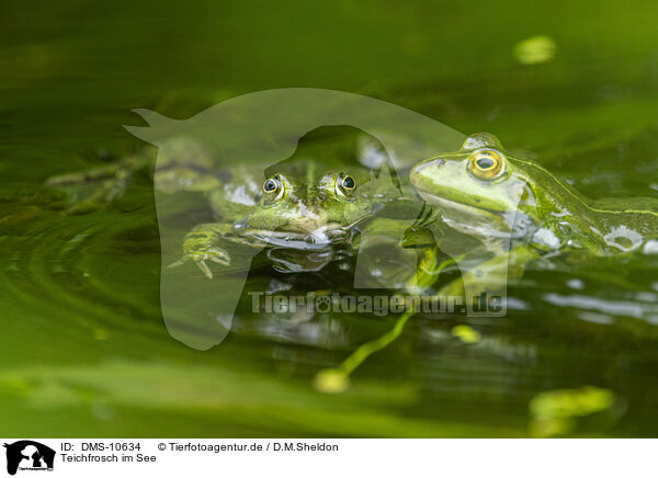 Teichfrosch im See / water frog in the lake / DMS-10634
