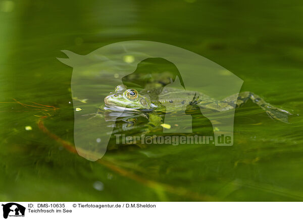 Teichfrosch im See / water frog in the lake / DMS-10635