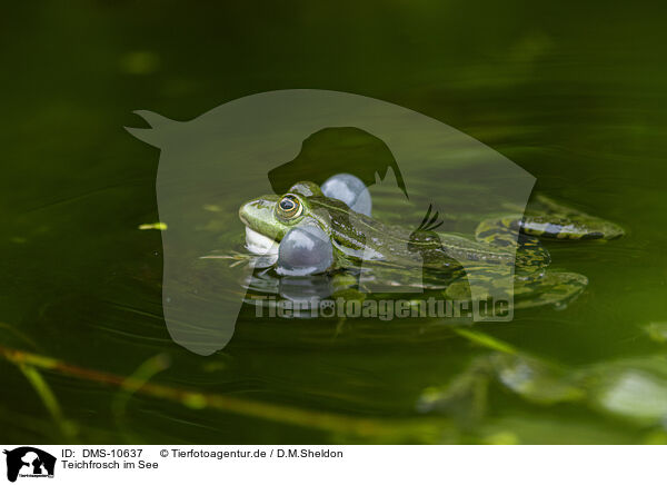 Teichfrosch im See / water frog in the lake / DMS-10637