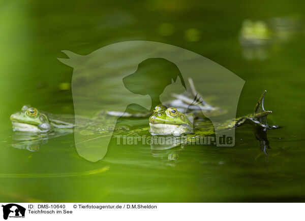 Teichfrosch im See / water frog in the lake / DMS-10640