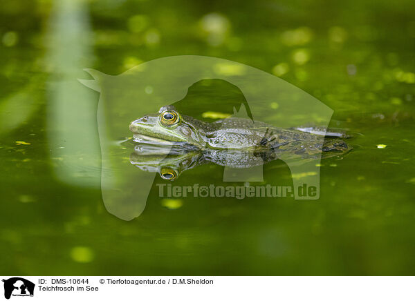 Teichfrosch im See / water frog in the lake / DMS-10644