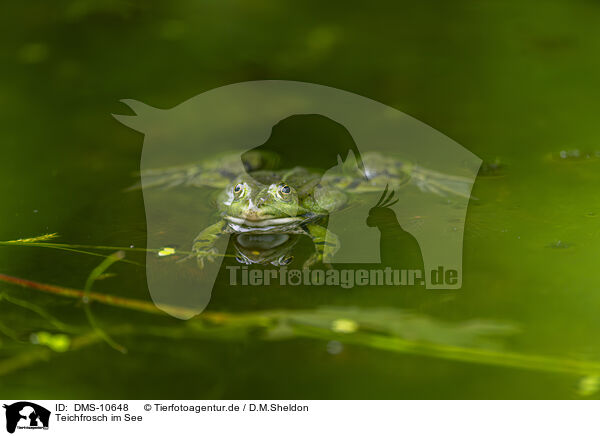 Teichfrosch im See / water frog in the lake / DMS-10648