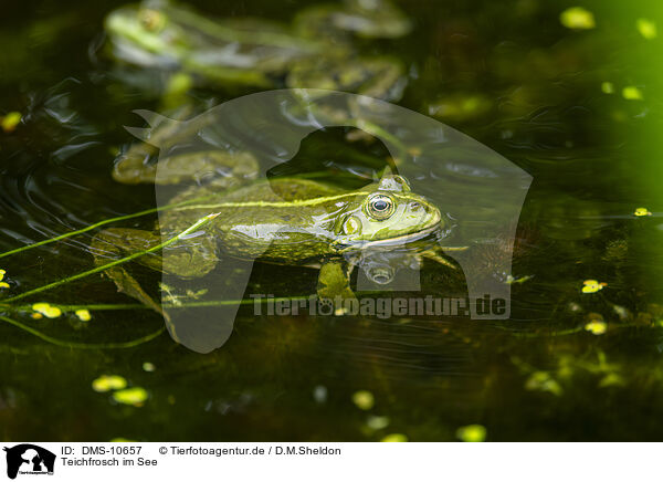 Teichfrosch im See / water frog in the lake / DMS-10657
