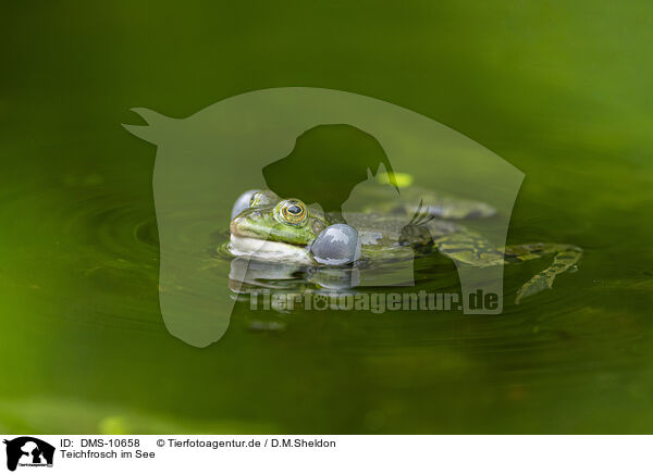 Teichfrosch im See / water frog in the lake / DMS-10658
