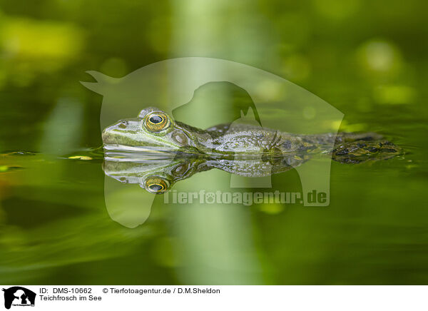 Teichfrosch im See / water frog in the lake / DMS-10662