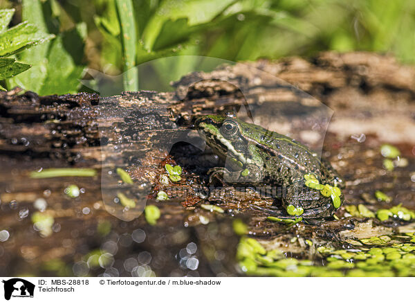Teichfrosch / green frog / MBS-28818