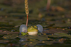 Teichfrosch