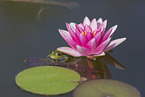 Teichfrosch mit Seerose