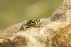 Teichfrosch