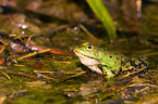 Teichfrosch