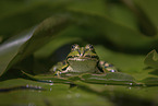 Teichfrosch