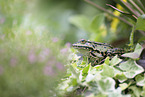 Teichfrosch