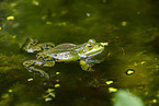 Teichfrosch im See