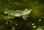 Teichfrosch im See