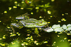 Teichfrosch im See