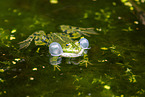 Teichfrosch im See