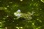 Teichfrosch im See