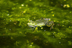 Teichfrosch im See