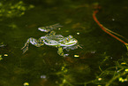 Teichfrosch im See