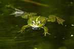 Teichfrosch im See