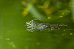 Teichfrosch im See