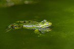 Teichfrosch im See