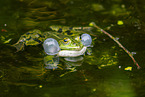 Teichfrosch im See
