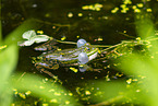 Teichfrosch im See