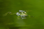 Teichfrosch im See