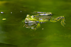 Teichfrosch im See