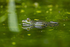 Teichfrosch im See