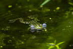 Teichfrosch im See