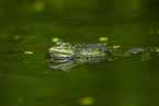 Teichfrosch im See