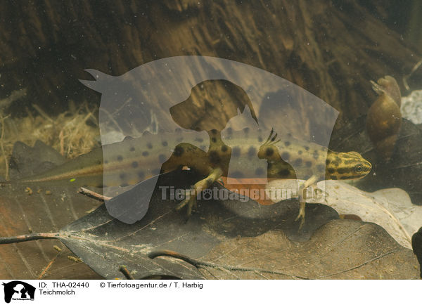 Teichmolch / common newt / THA-02440