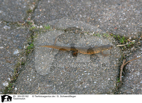 Teichmolch / common newt / SS-55192