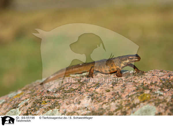 Teichmolch / common newt / SS-55196