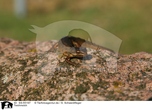 Teichmolch / common newt / SS-55197