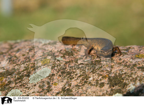 Teichmolch / common newt / SS-55200