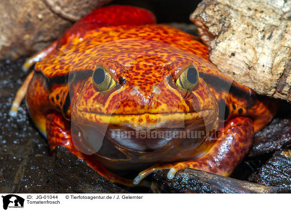 Tomatenfrosch / Madagascar tomato frog / JG-01044