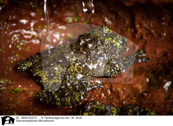 Vietnamesischer Moosfrosch / MAZ-04273