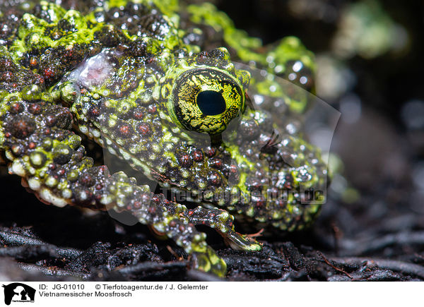 Vietnamesischer Moosfrosch / JG-01010