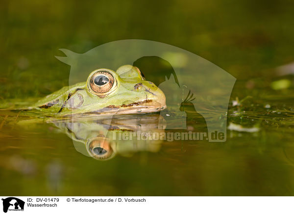 Wasserfrosch / frog / DV-01479