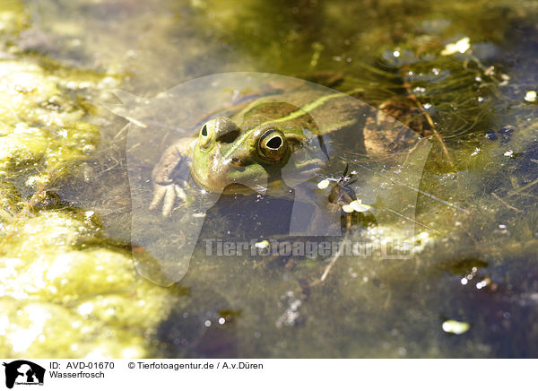 Wasserfrosch / frog / AVD-01670