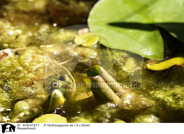 Wasserfrosch / frog / AVD-01671
