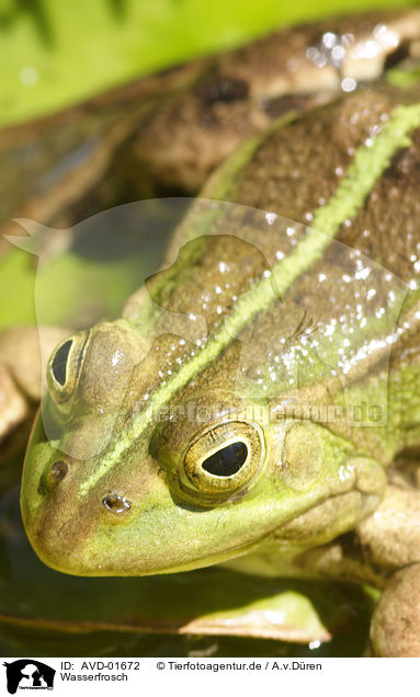 Wasserfrosch / frog / AVD-01672