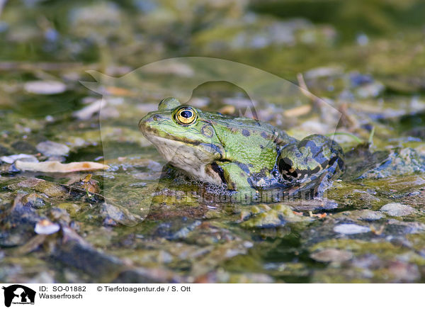 Wasserfrosch / SO-01882