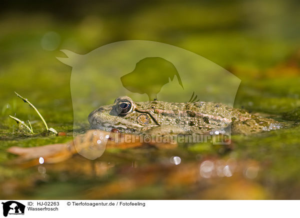 Wasserfrosch / water frog / HJ-02263