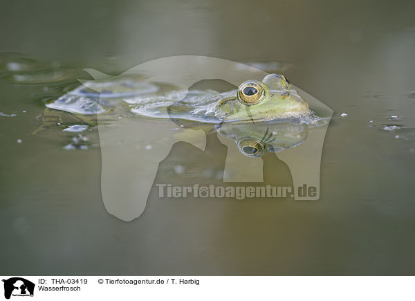 Wasserfrosch / THA-03419